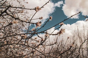 Cherry blossom forecast cloudy day