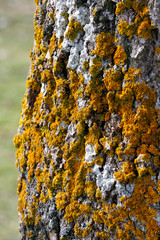 yellow fungus on a tree