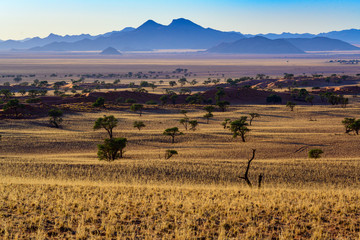 Morgenstimmung; malerische Landschaft am Rande der Namib, NamibRand-Naturreservat, Namibia