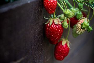 Ripe red strawberries in a vegetable garden on the blurred background.