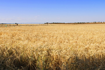 barley in a beautiful evening
