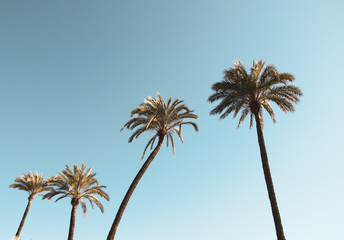 Palm trees  of Andalusia in Seville , Spain