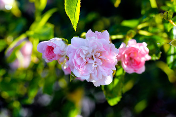 pink flower in the garden