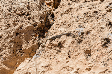 Western fence lizard near the rim of the Meteor Crater in northern Arizona