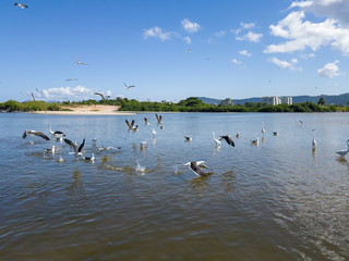 Several sea birds fly around the fish of the lagoon, day of summer sun, in Niterói, Rio de Janeiro, Brazil