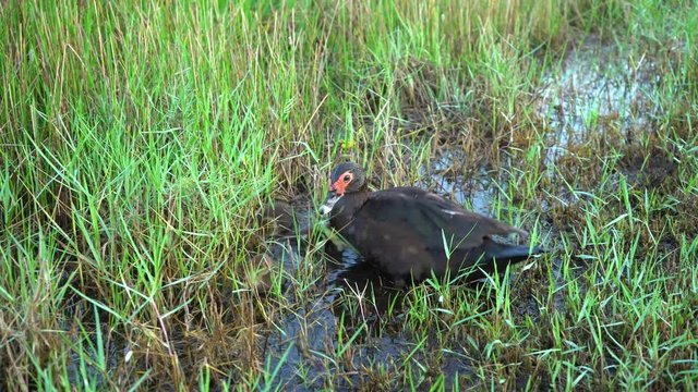 Los patitos siguen a su mam&aacute; por el pasto mojado.