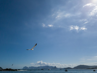 Sunset with seagulls, fly and fish, light reflected in the sea, in the background, the mountains of Rio de Janeiro. This is the landscape seen from Niteroi, RJ, Brazil.
