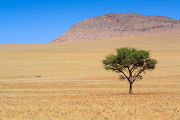 weite Landschaft und ein Oryx  am Rande der Namib, Namibia