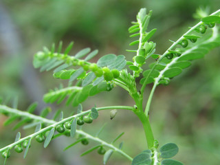 fruit is under the leaf