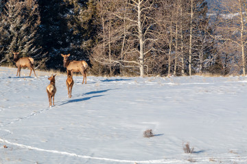 Elk in Fresh Snow