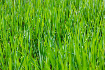 Fototapeta na wymiar fresh juicy green grass on field background