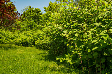 Japanese Knotweed (Reynoutria japonica)