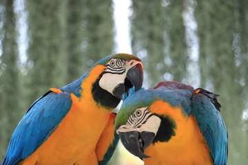 Two macaw parrots are teasing each other.