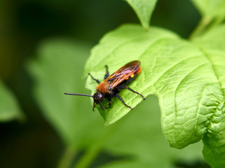 Naklejka premium Black plum sawfly on green leaf
