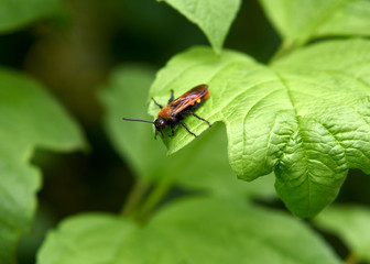 Black plum sawfly on green leaf