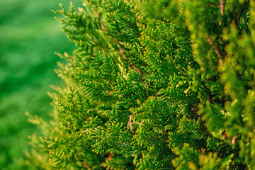 Closeup of green christmas leaves of Thuja trees. Nature background or Wallpaper Texture. Green Thuja occidentalis Columna texture macro. Evergreen coniferous tree, Chinese thuja