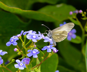 gray Butterfly sitting on a small Purple flower