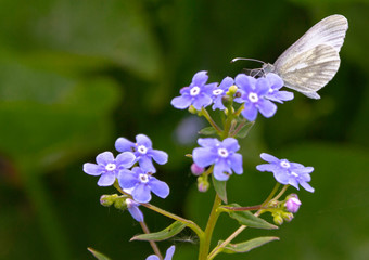 gray Butterfly sitting on a small Purple flower