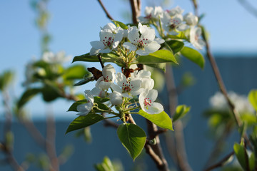 Flowering fruit trees in the spring.