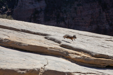 hopping chipmunk in zion national park