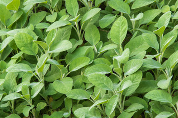 Living Backgrounds-Sage