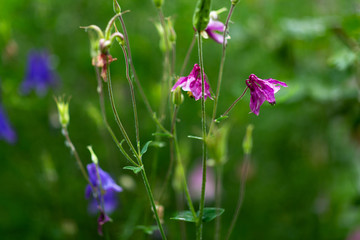 Aquilegia vulgaris aka Common columbine of different colors in garden during summer bloom