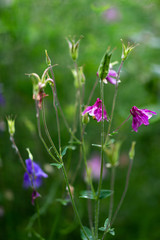 Aquilegia vulgaris aka Common columbine of different colors in garden during summer bloom