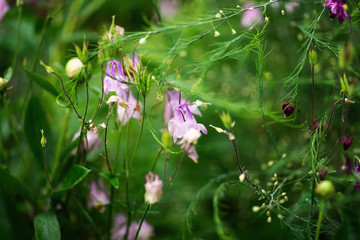 Aquilegia vulgaris aka Common columbine of different colors in garden during summer bloom