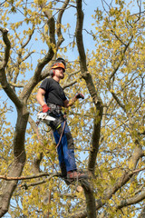 Arborist or Tree Surgeon at work up a Tree using safety ropes.