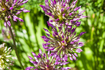 decorative purple onion on green background, selective focus