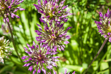 decorative purple onion on green background, selective focus