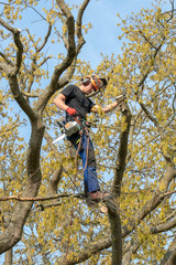 Tree Surgeon or Arborist at work up a Tree with safety ropes.