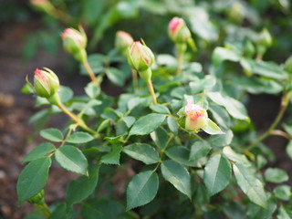 Fototapeta na wymiar Red flower buds in the garden, young roses