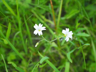 White two flowers in green grass