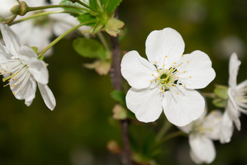 cherry flower white large flowering spring tree sakura for design background