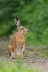 European brown hare (Lepus europaeus)