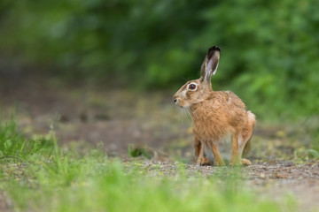 Naklejka na ściany i meble European brown hare (Lepus europaeus)