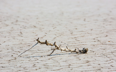 The earth is cracked, and the harvest is withered.