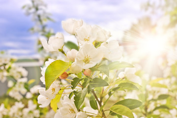Floral spring background, branches of blossoming apple trees with soft focus in sun rays. Elegant spring image on blurred background.