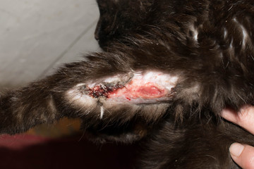 wound in the blood on the paw of an animal cat pus pus infection for veterinary medicine