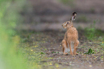 European brown hare (Lepus europaeus)