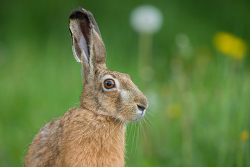 European brown hare (Lepus europaeus)