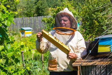 Beekeeper checking a beehive