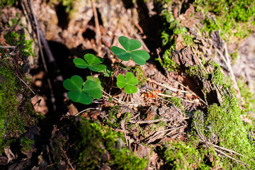 stump with moss with four leaves on a Sunny summer day