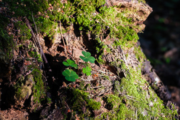 stump with moss with four leaves on a Sunny summer day