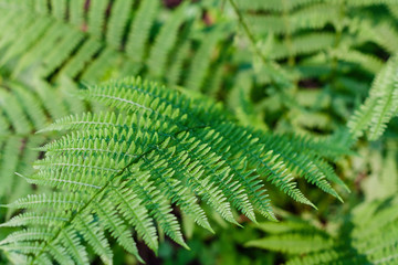 fern leaves, macro leaves, fern leaves background
