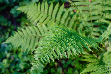 fern leaves, macro leaves, fern leaves background