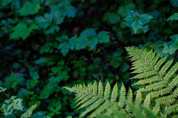 fern leaves, macro leaves, fern leaves background