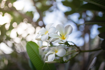 Sweet scent from white Plumeria flowers in the garden