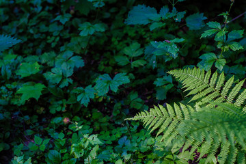 Naklejka na ściany i meble fern leaves, macro leaves, fern leaves background